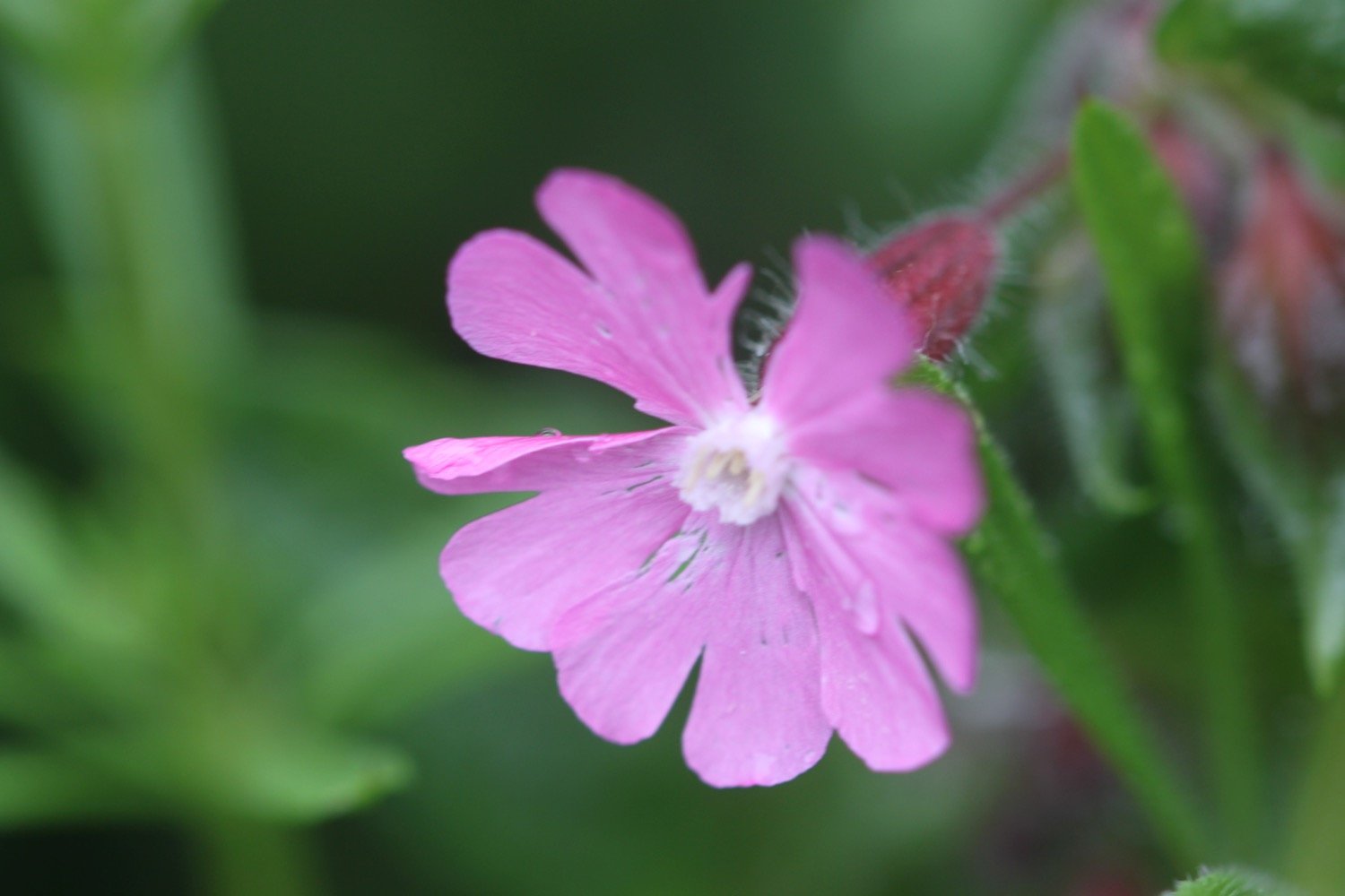 wildflowers 10.jpg