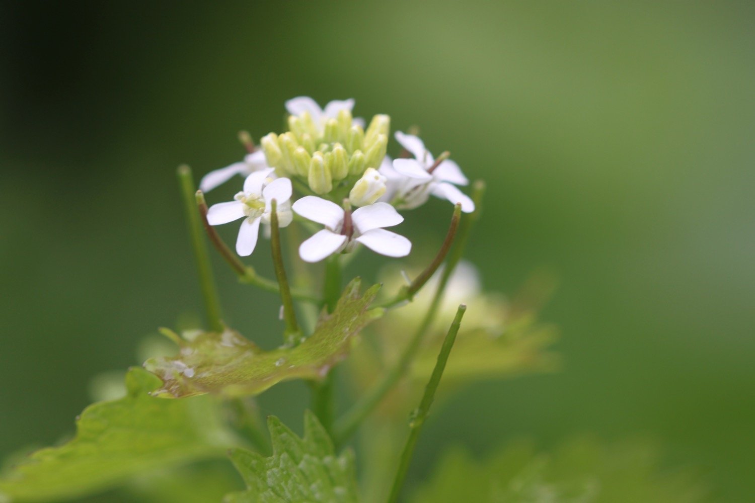 wildflowers 13.jpg