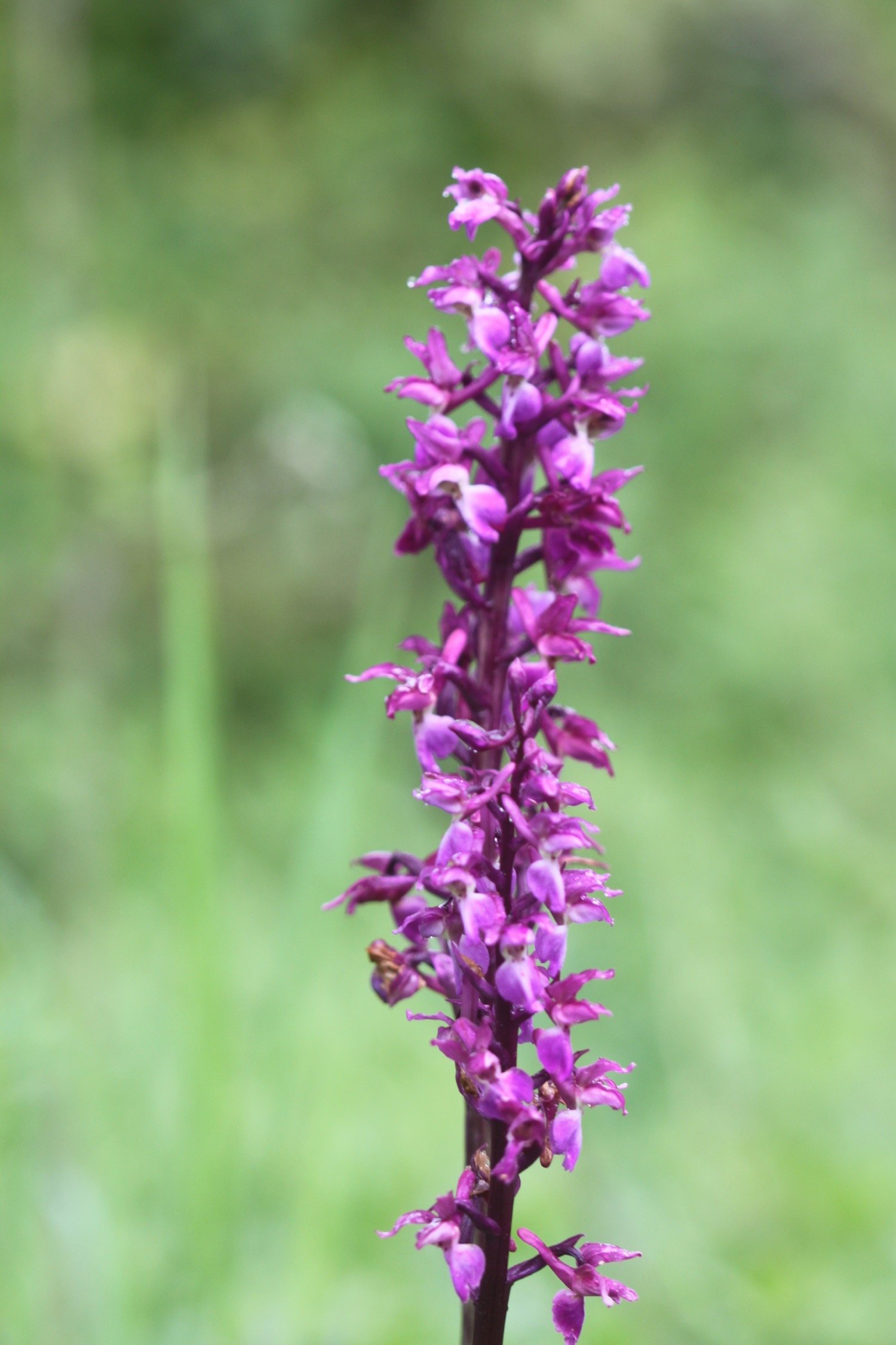 early purple orchids 1.jpg