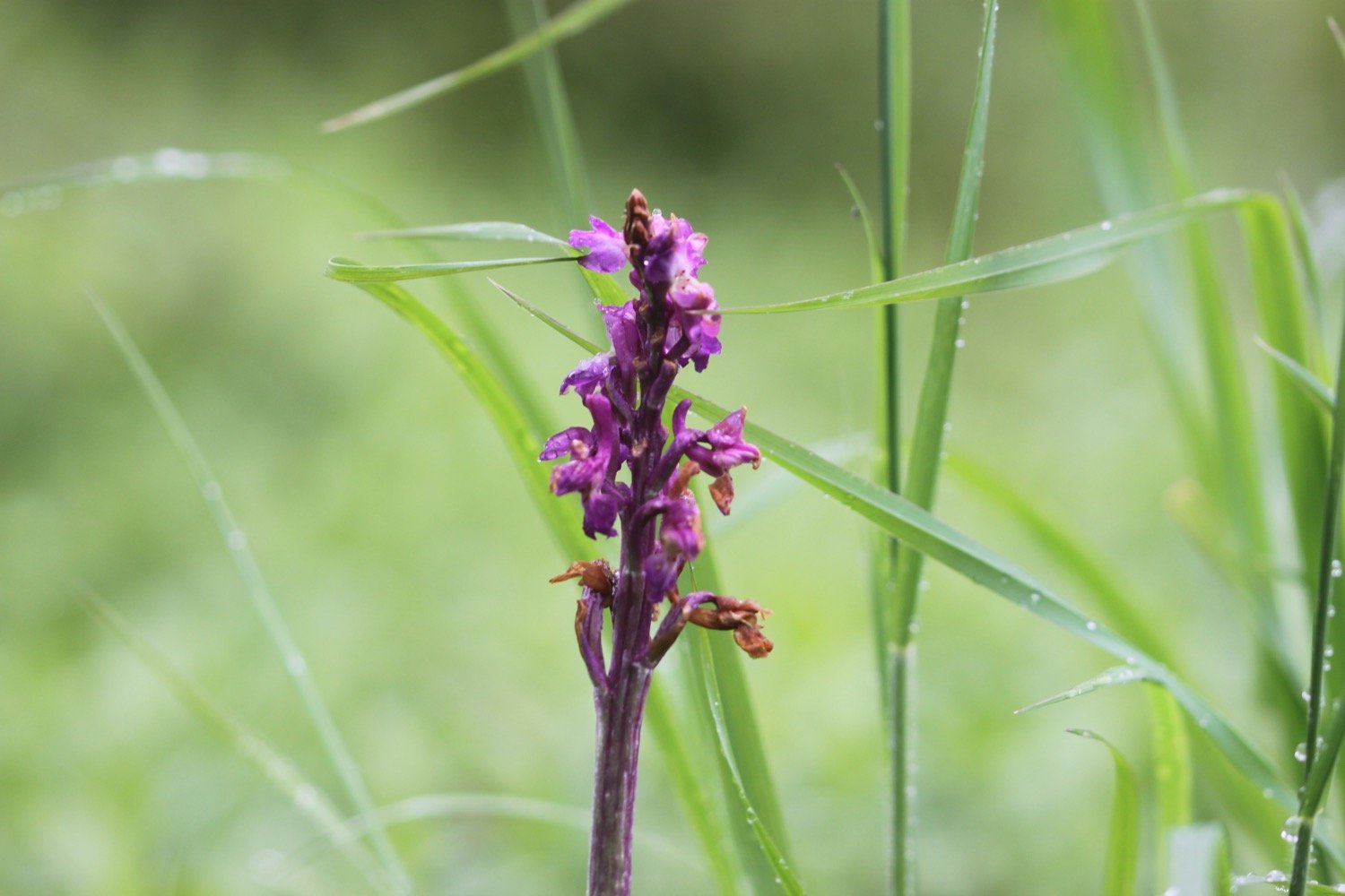early purple orchids 3.jpg