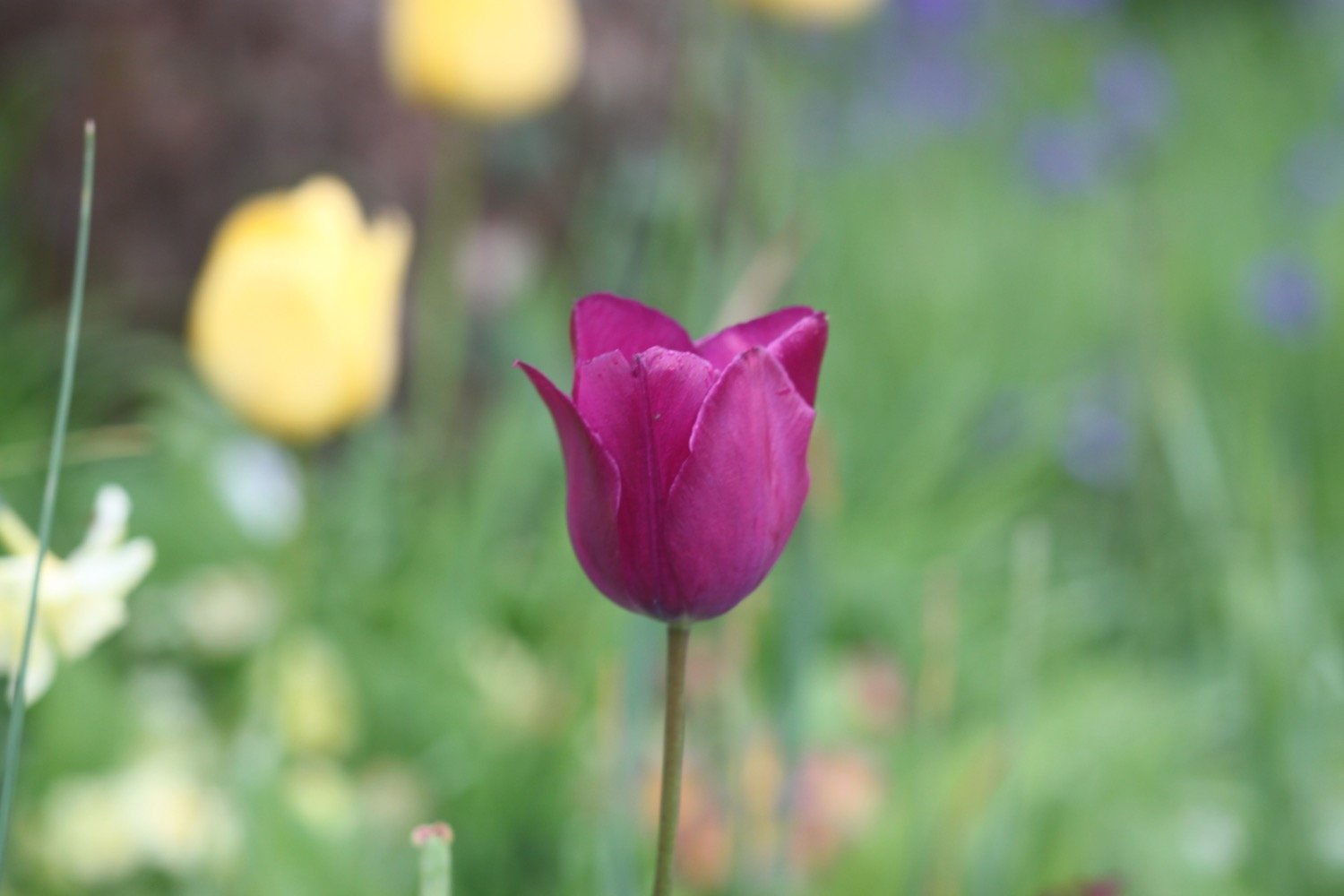 tulips 4.jpg