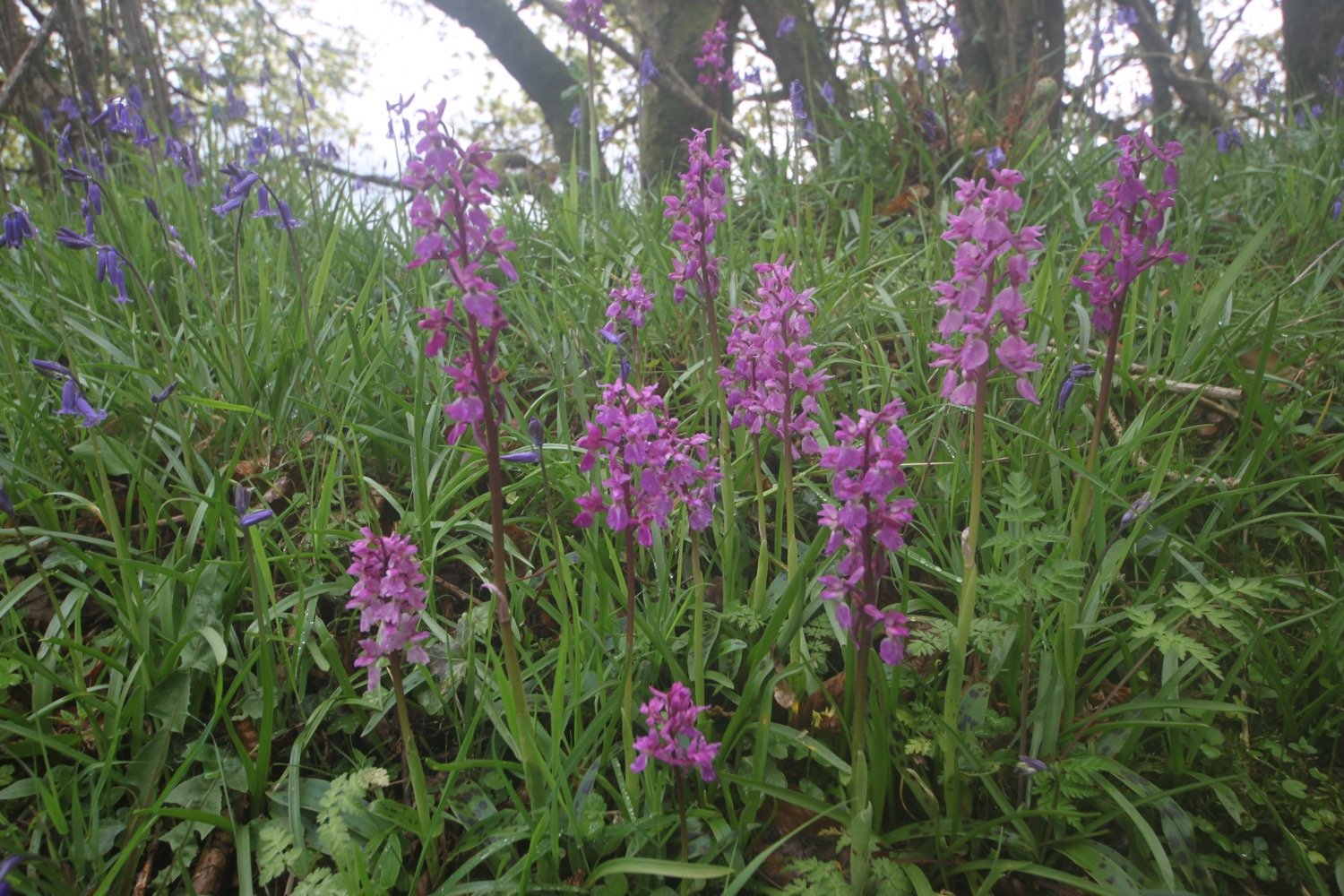 early purple orchids 4.jpg