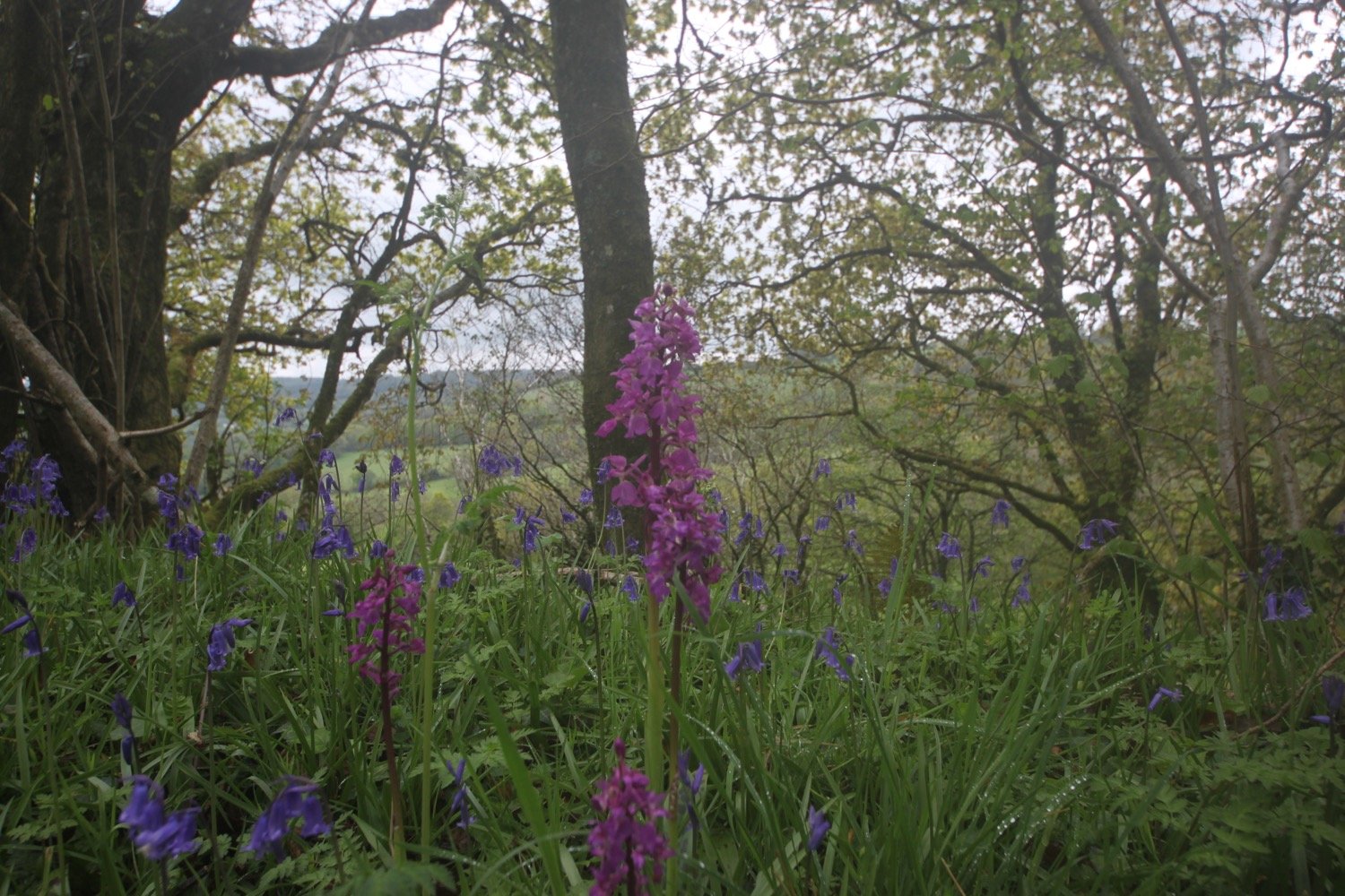 early purple orchids 5.jpg