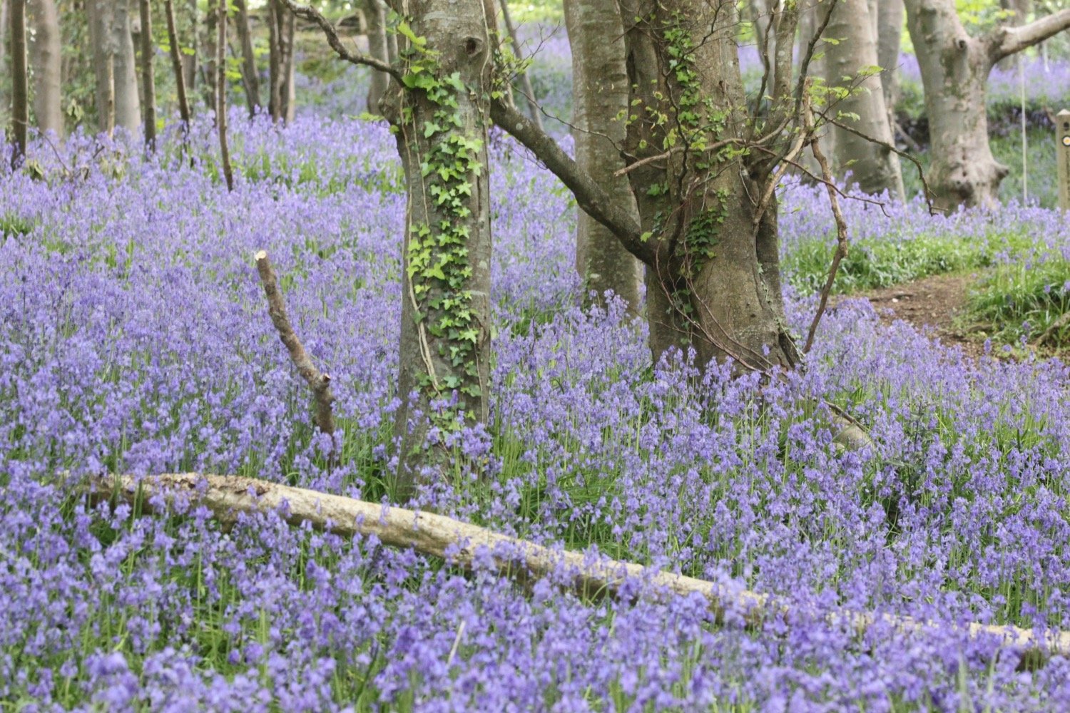 bluebells 2.jpg