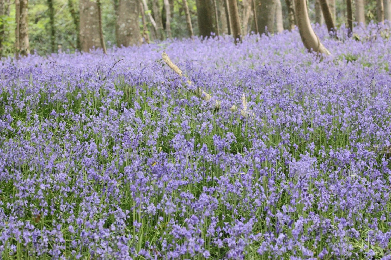 bluebells 1.jpg