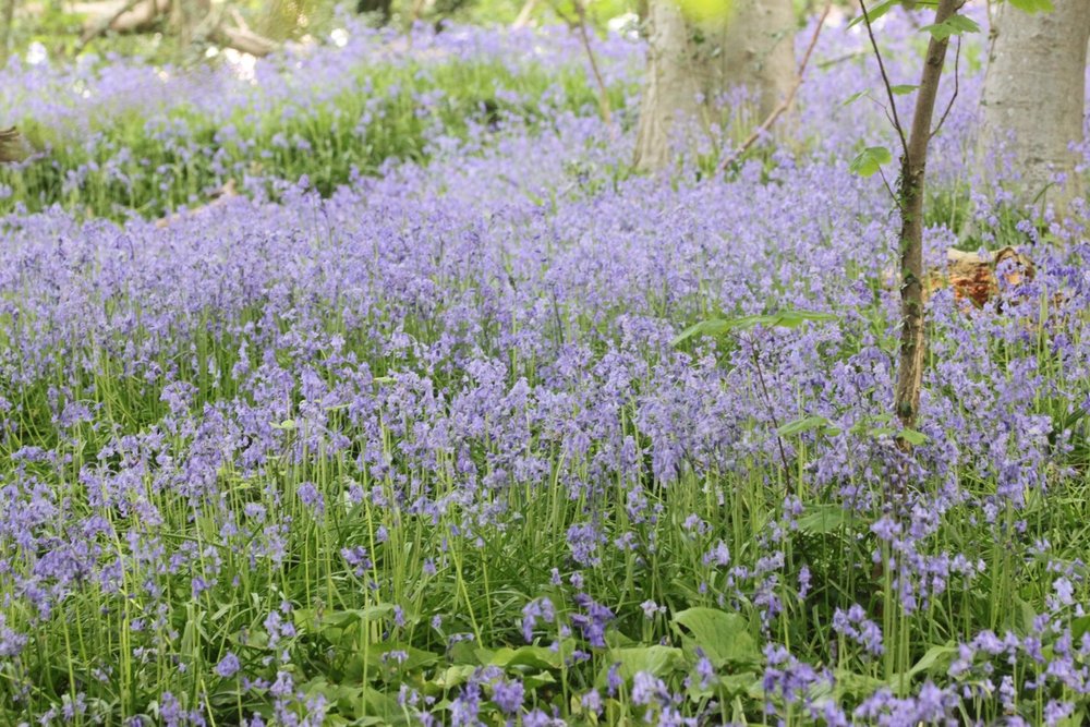 bluebells 3.jpg