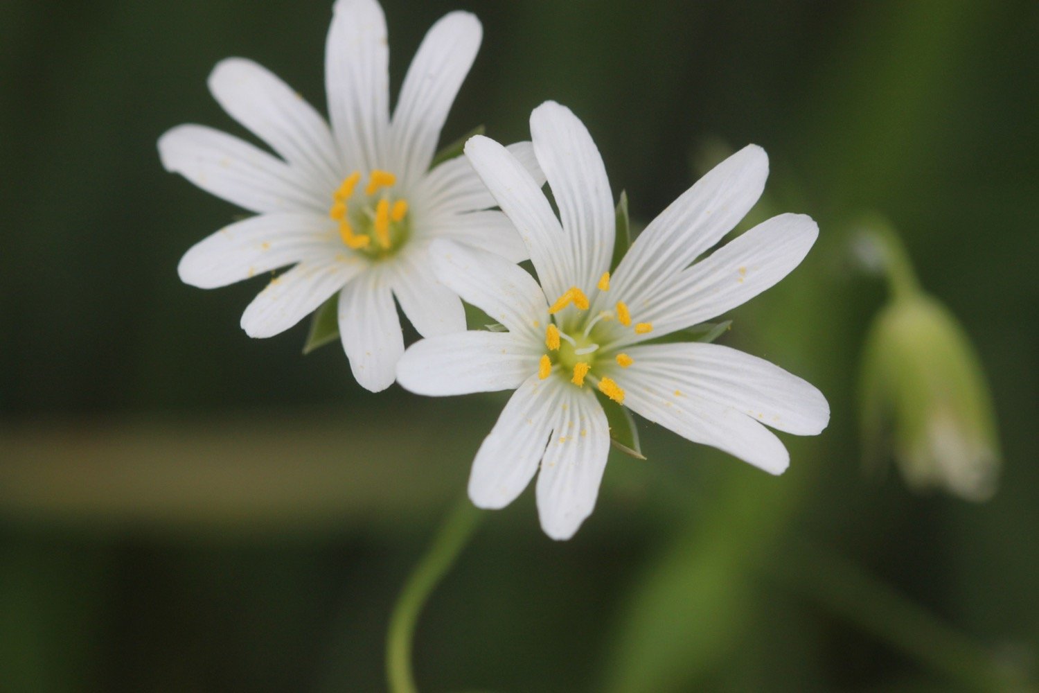 wildflowers 6.jpg