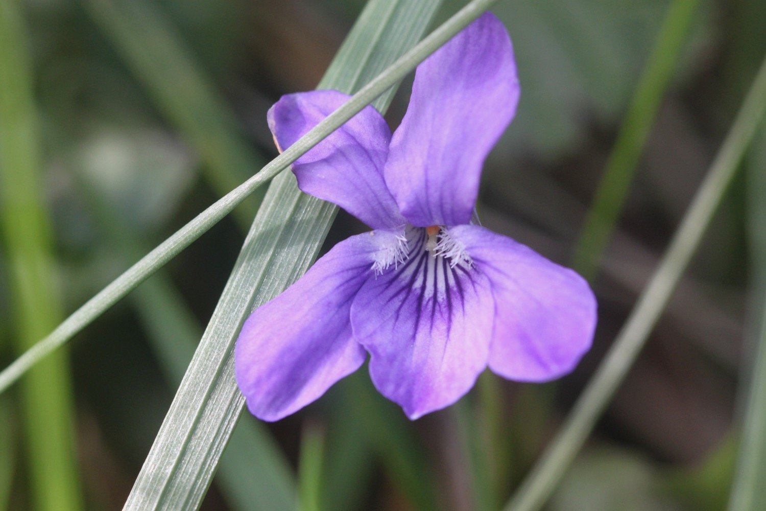 wildflowers 7.jpg