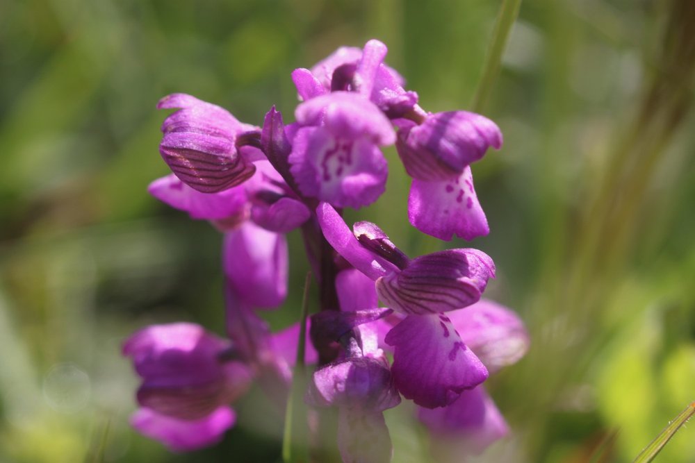 green winged orchids 2.jpg