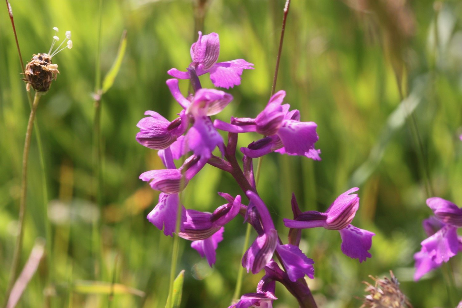 green winged orchids 1.jpg