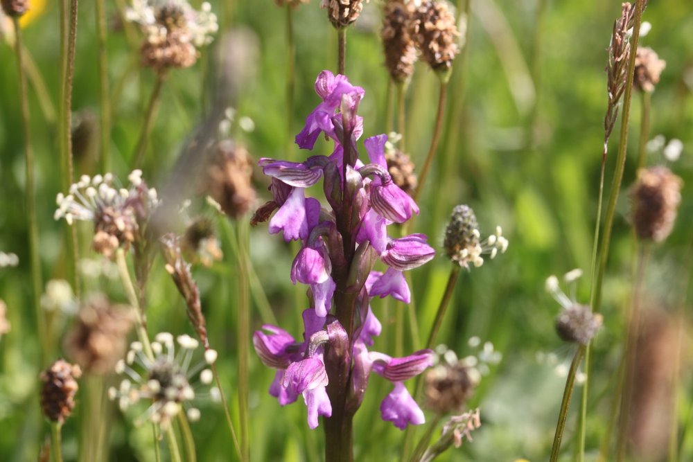 green winged orchids 7.jpg