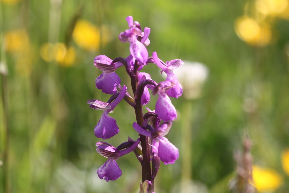 green winged orchids 9.jpg