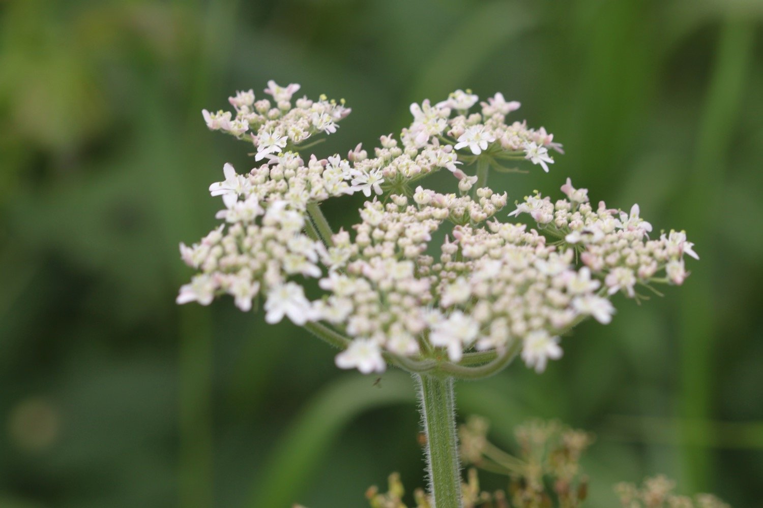 wildflowers 1.jpg