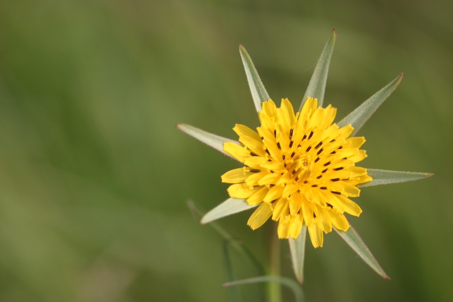 wildflowers 9.jpg