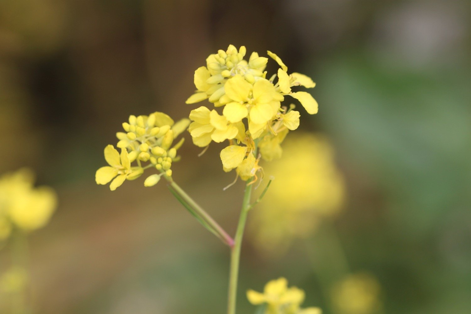 wildflowers 10.jpg