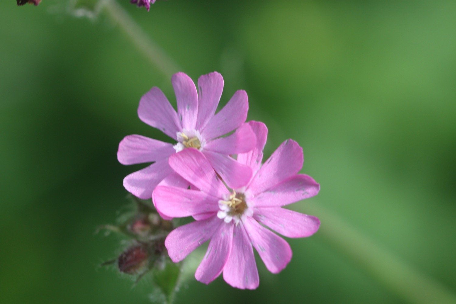 wildflowers 15.jpg