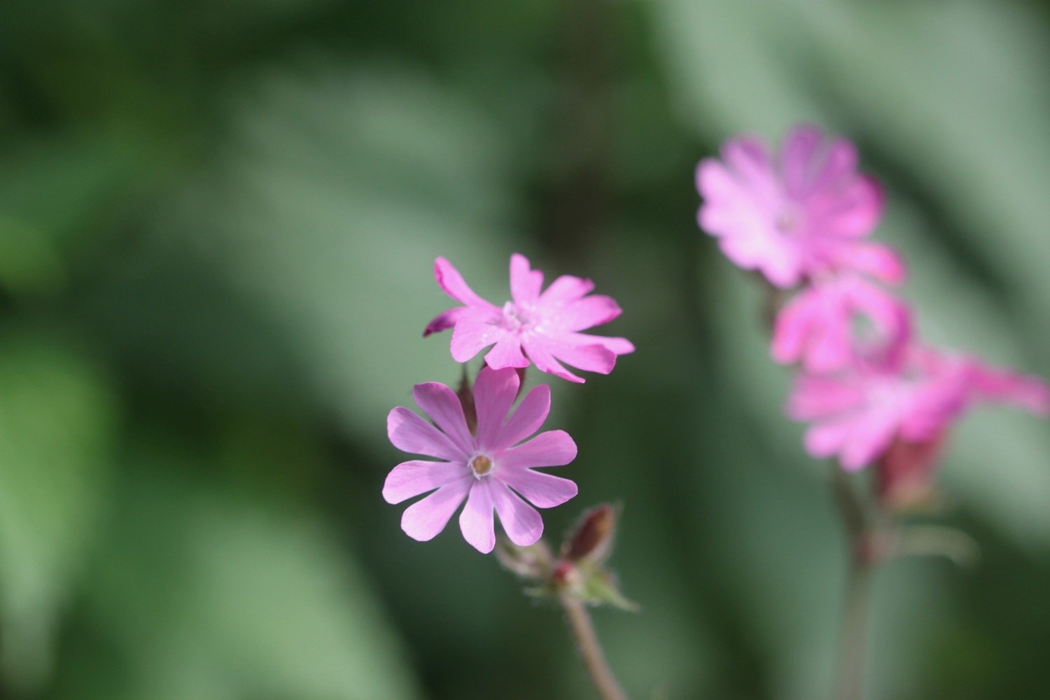 wildflowers 16.jpg