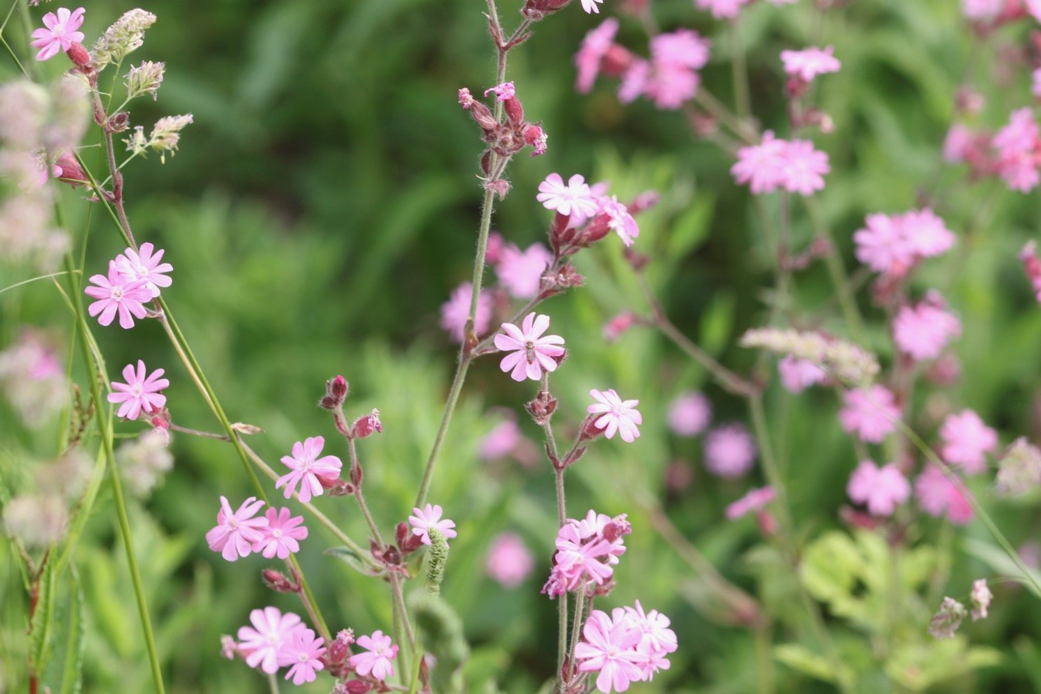 wildflowers 17.jpg