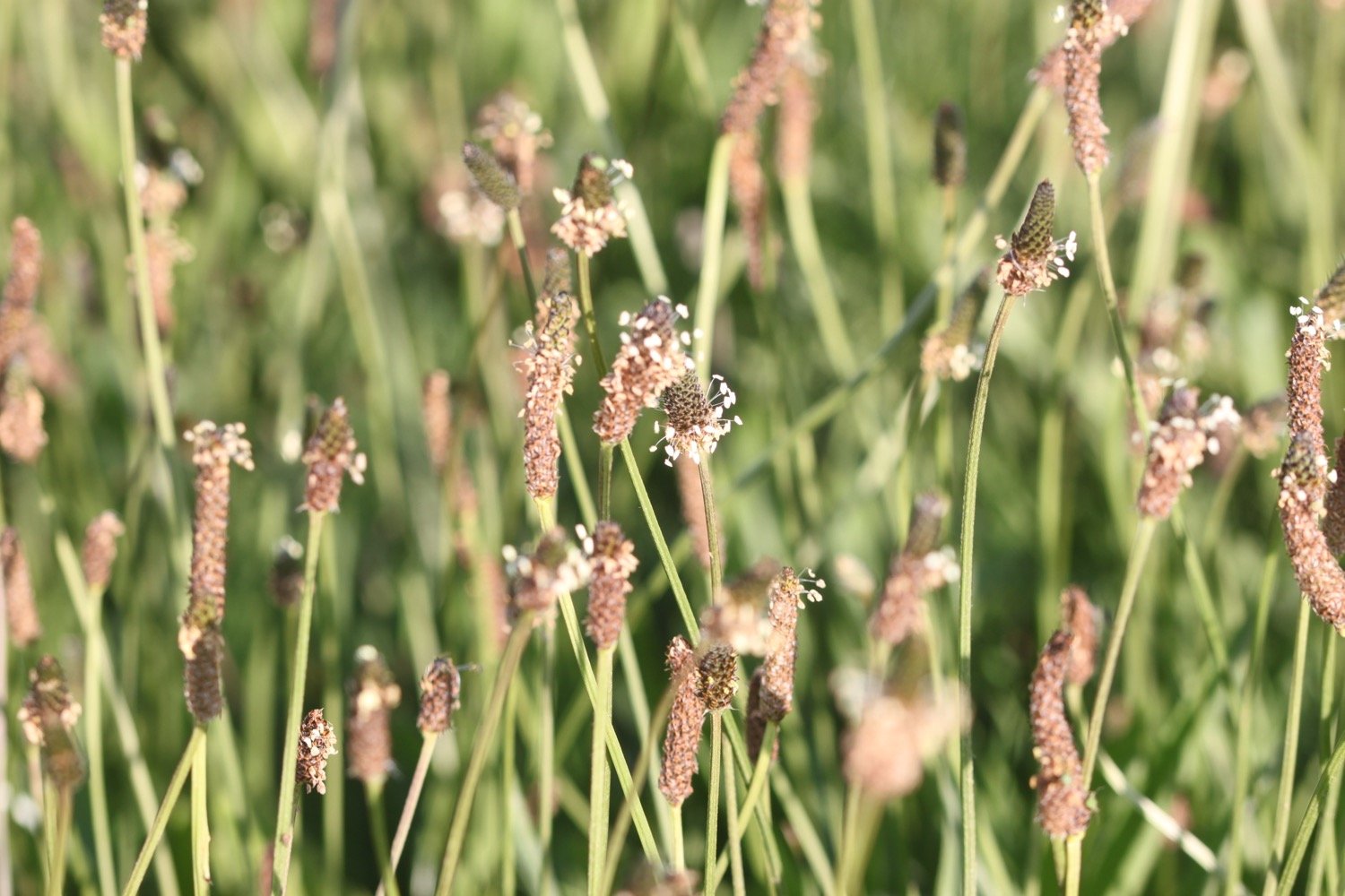 wildflowers 2.jpg