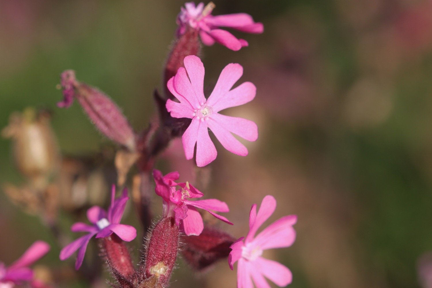 wildflowers 4.jpg