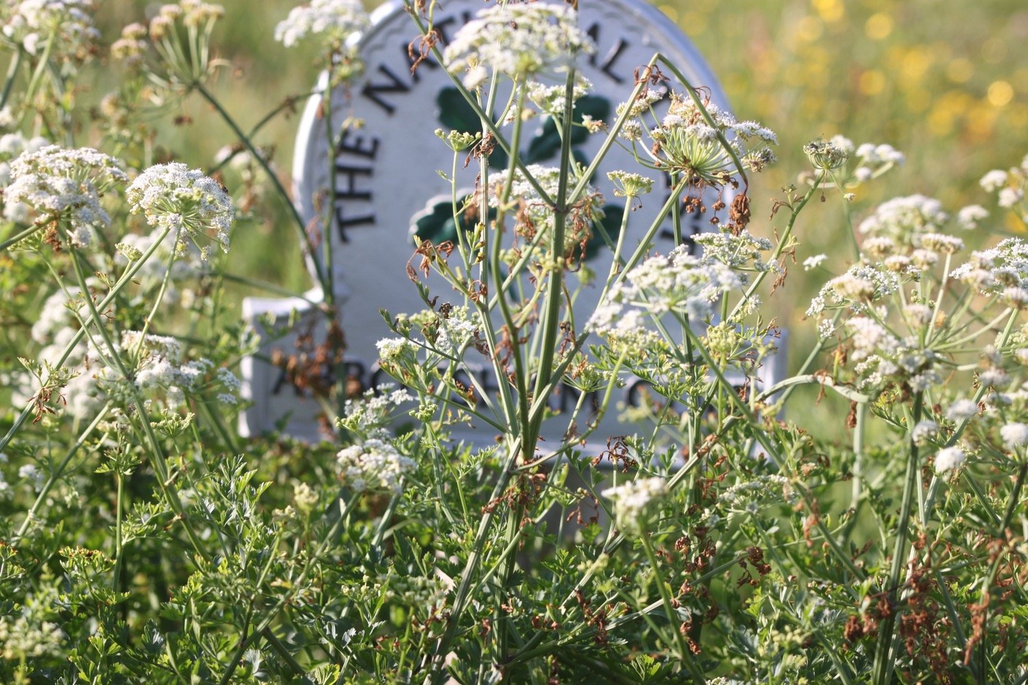 wildflowers 3.jpg