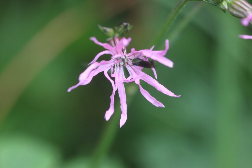 ragged robin 3.jpg