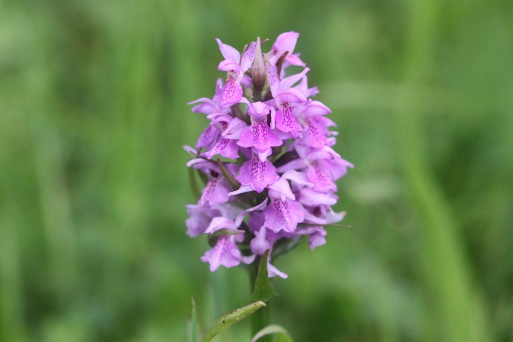 southern marsh orchids