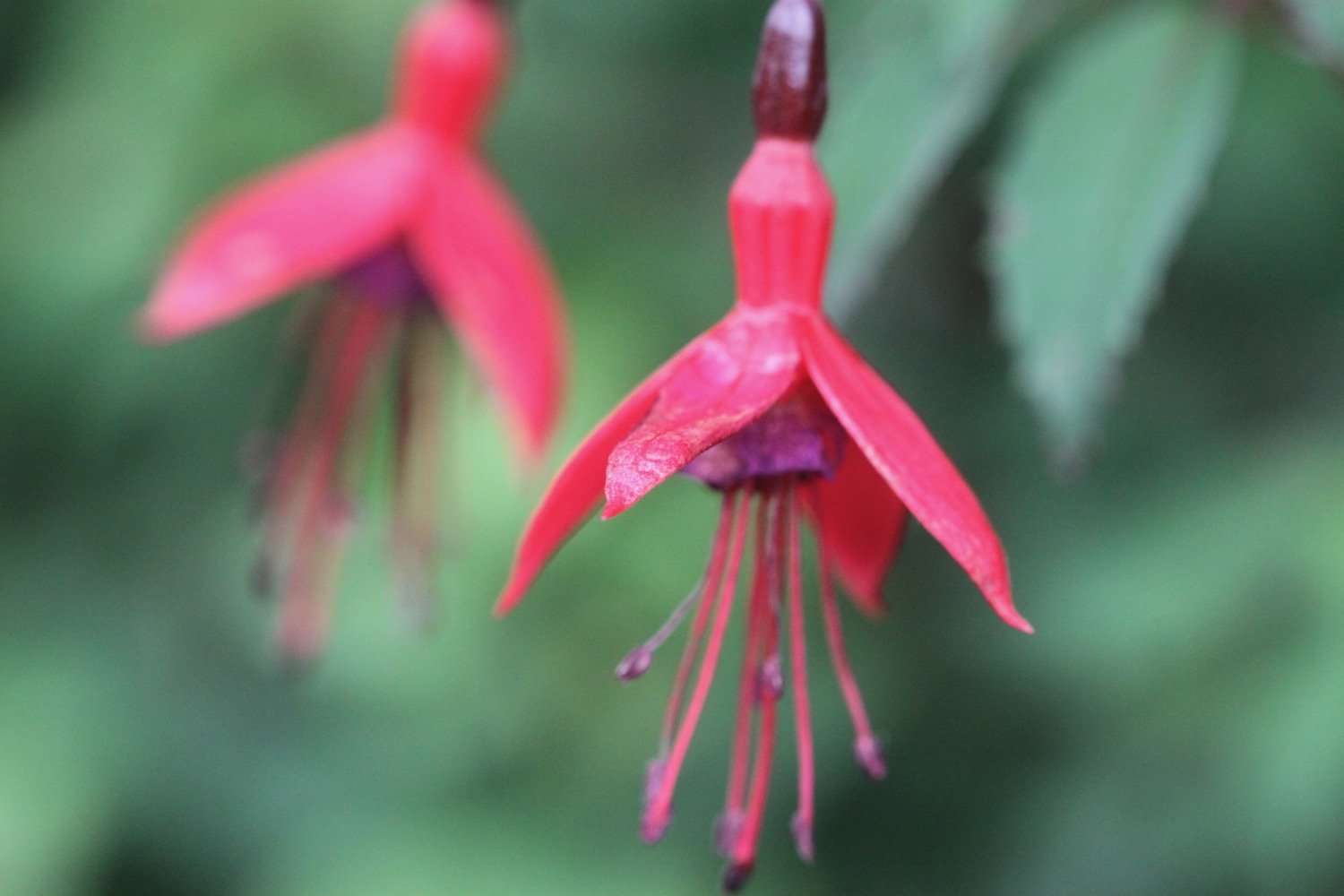 wildflowers 1.jpg