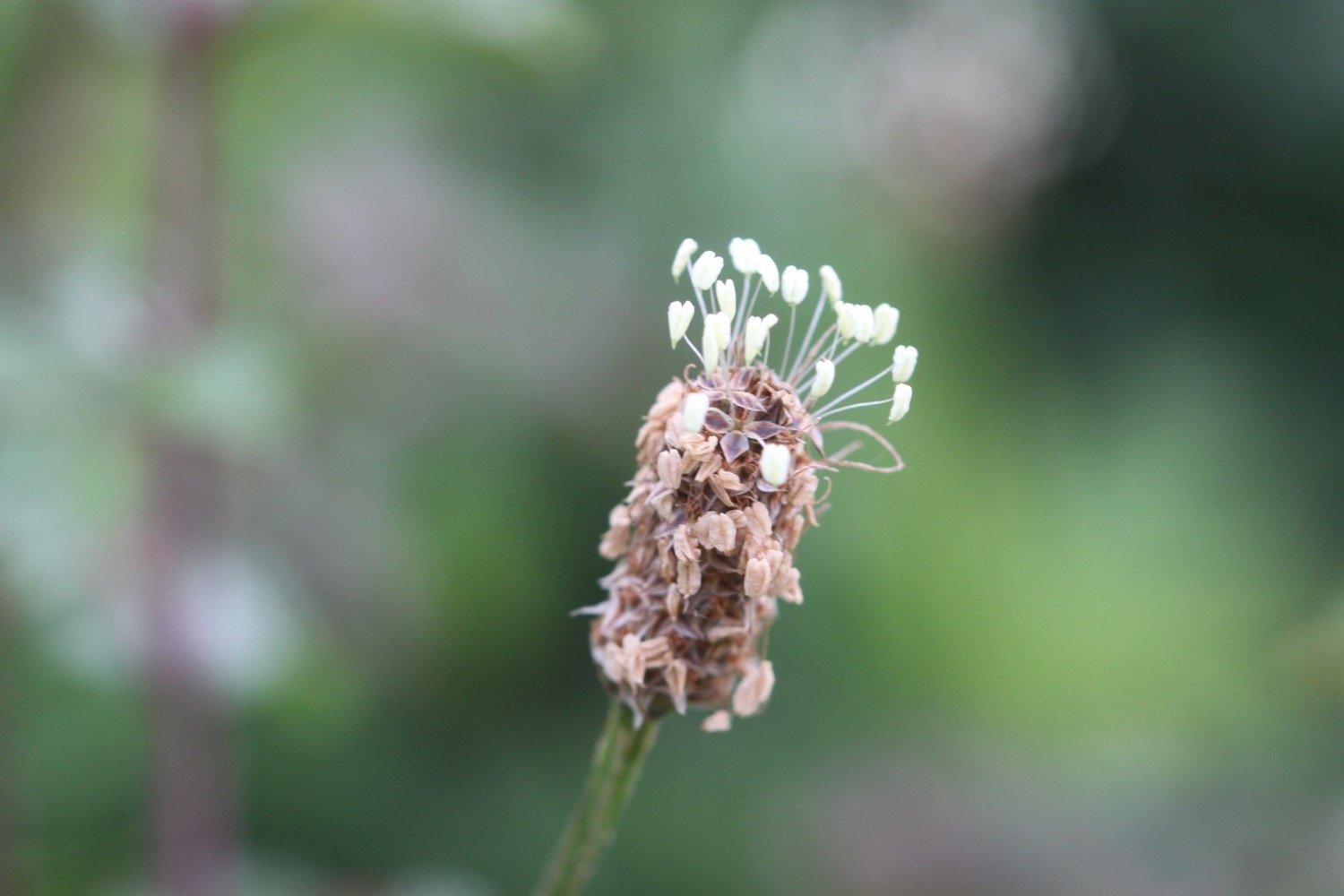 wildflowers 9.jpg