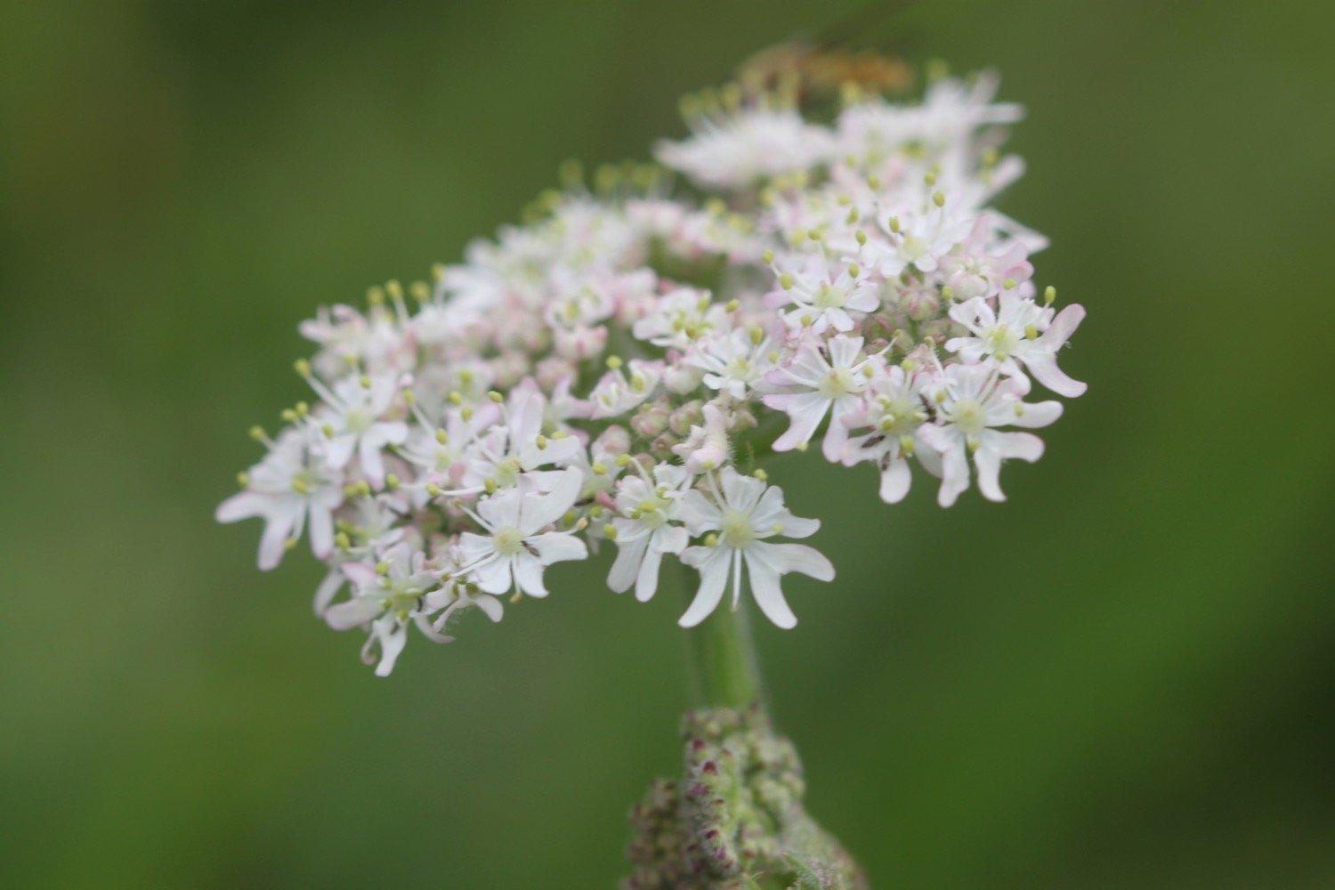 wildflowers 13.jpg