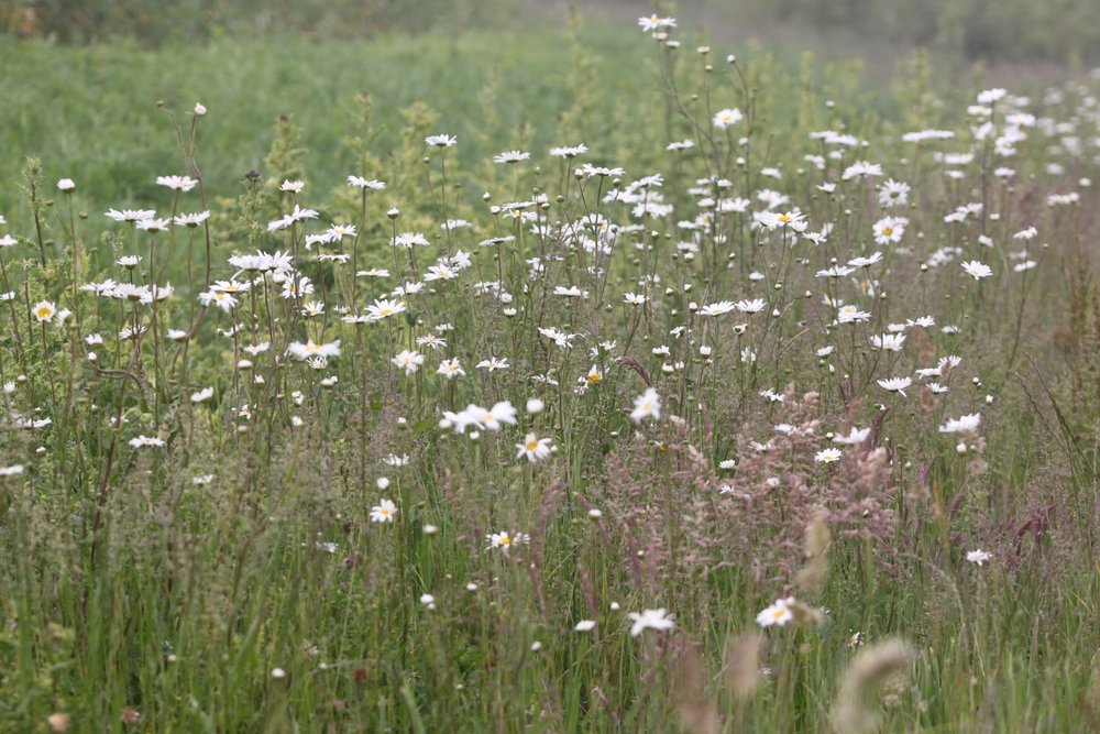 wildflowers 20.jpg