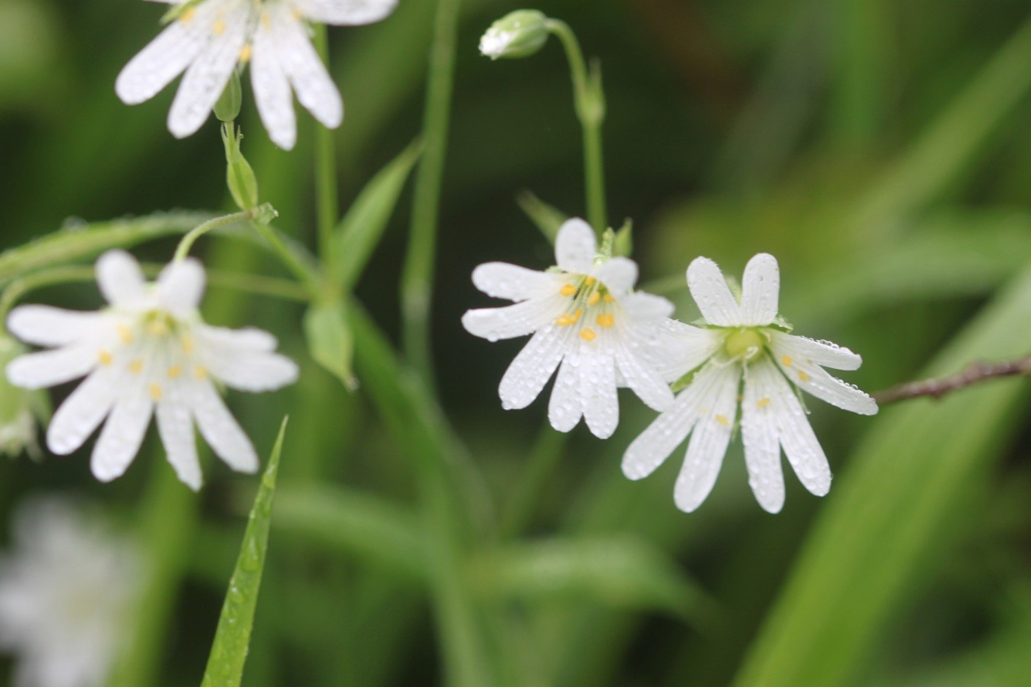 wildflowers 25.jpg