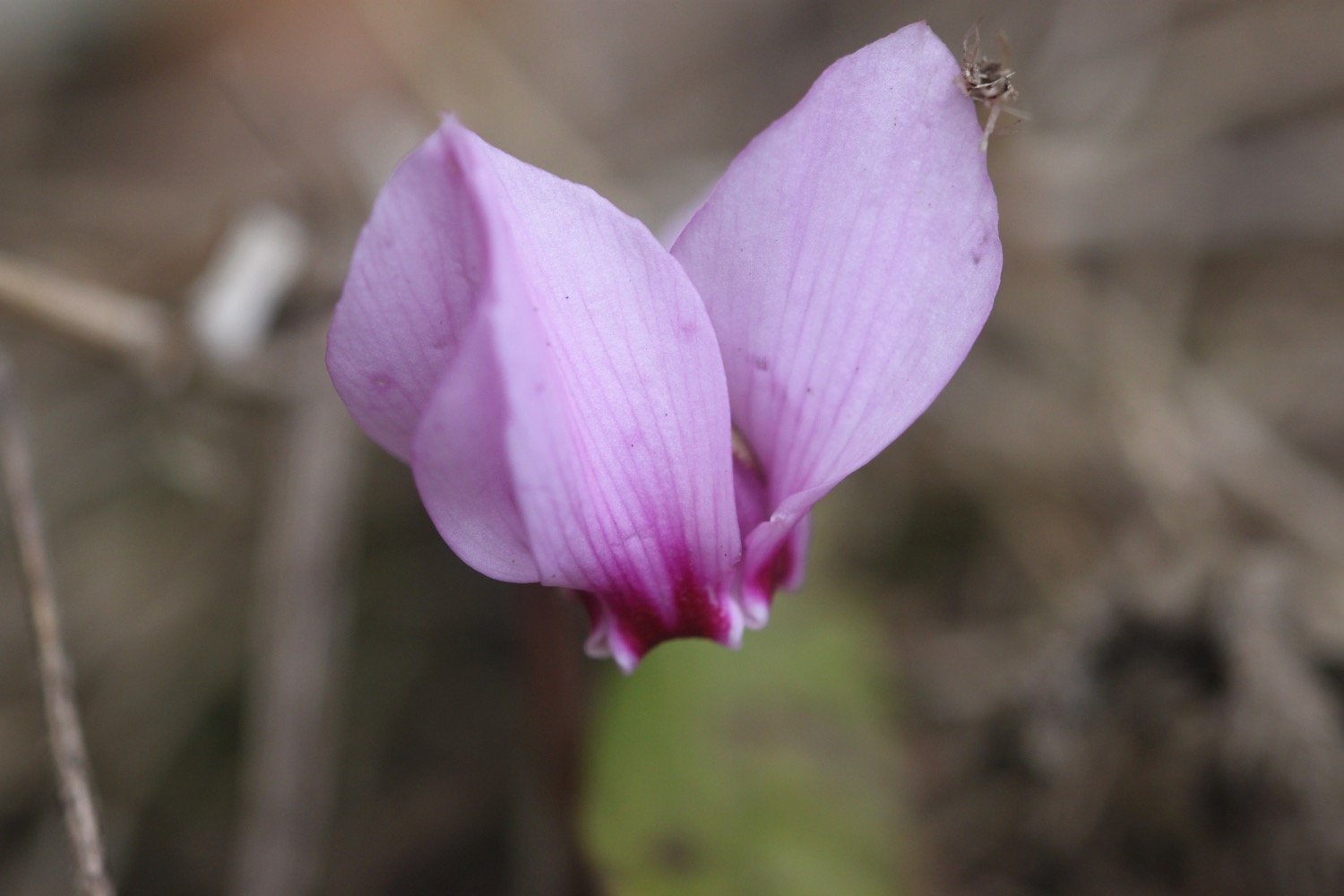 wildflowers 4.jpg