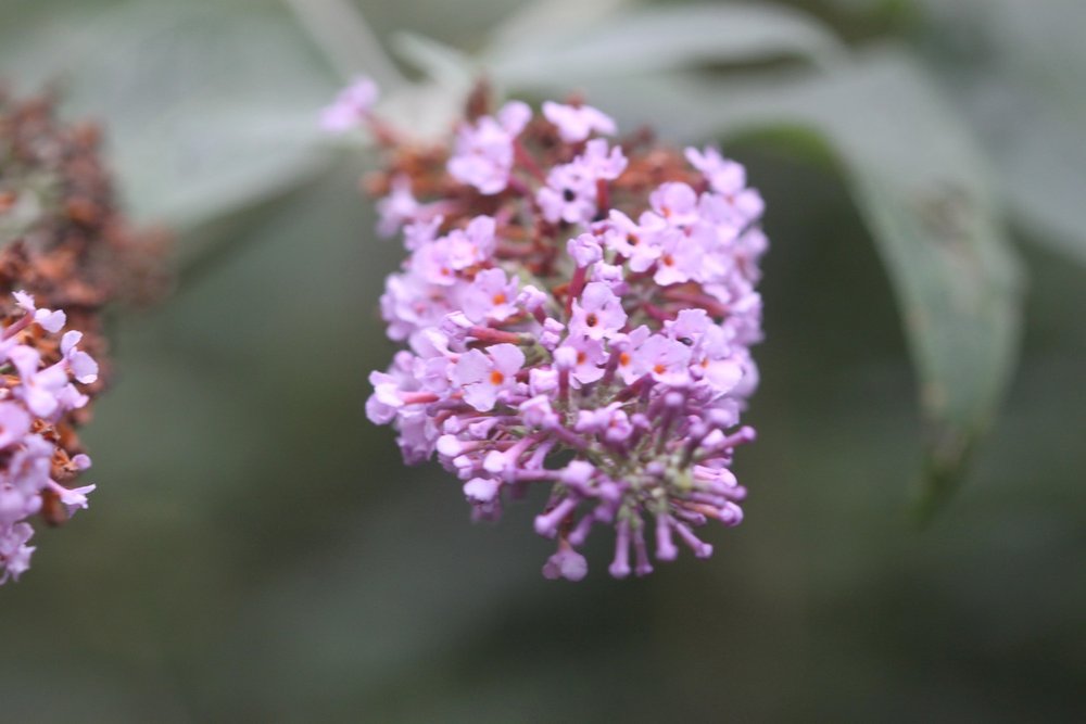 coleton fishacre 6.jpg