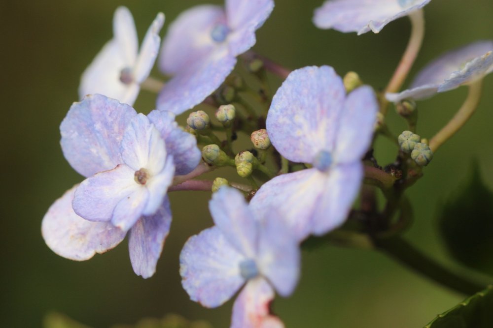 wildflowers 1.jpg