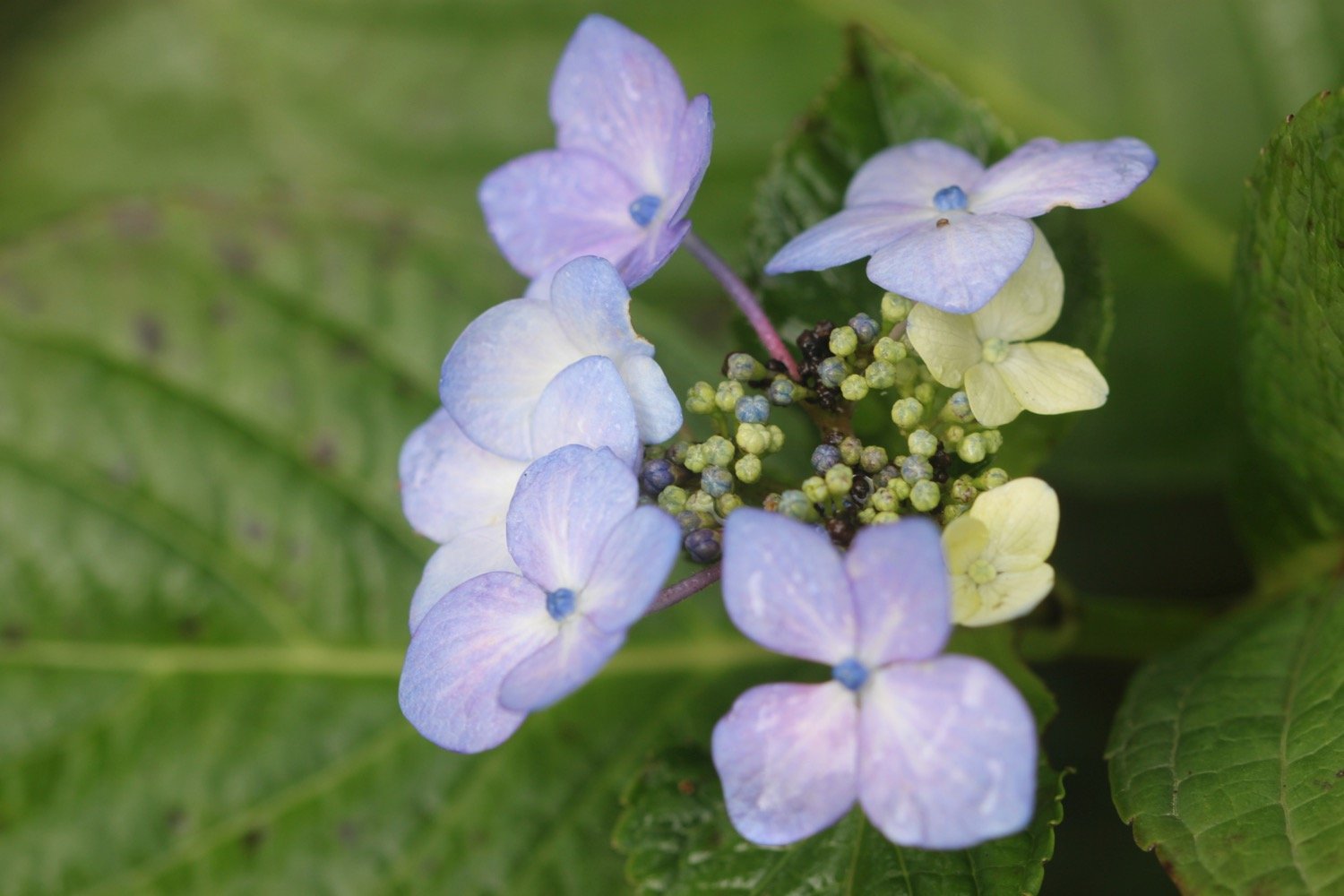 wildflowers 5.jpg