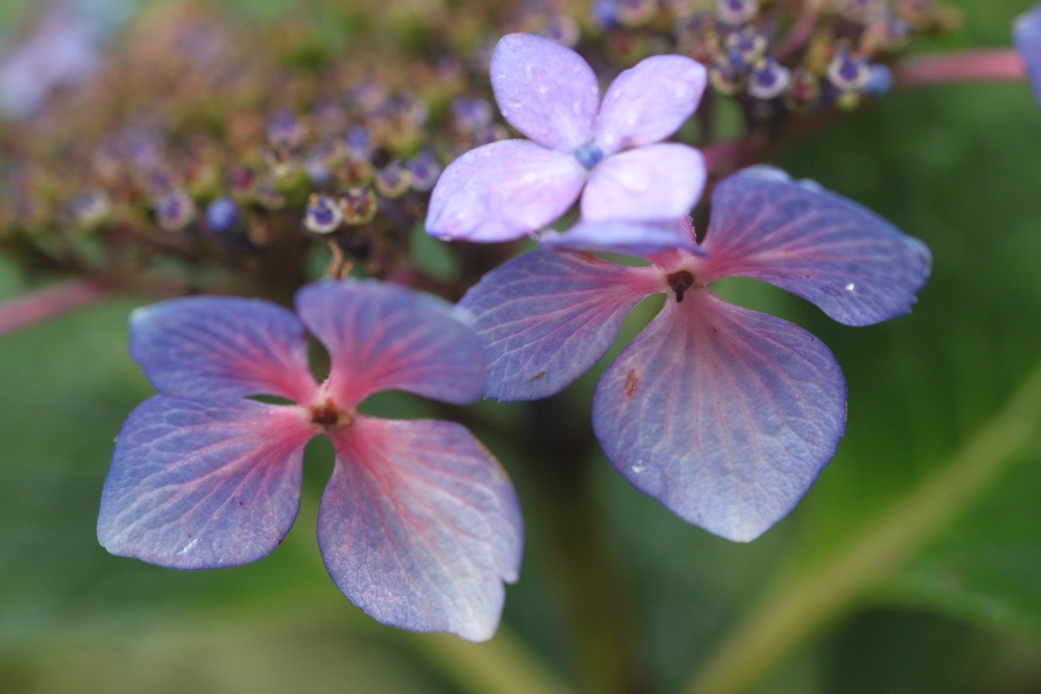 wildflowers 6.jpg