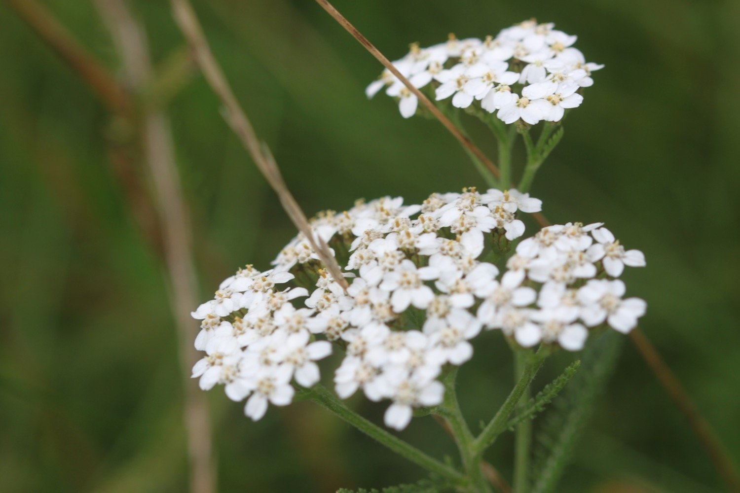 wildflowers 11.jpg