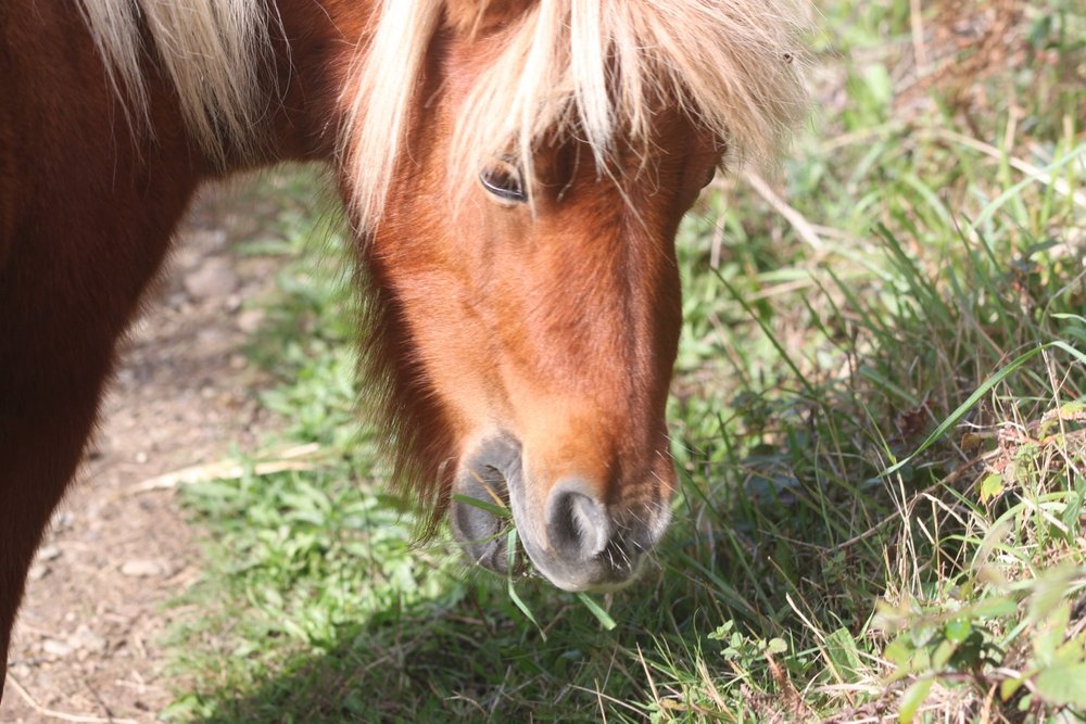 shetland pony 2.jpg
