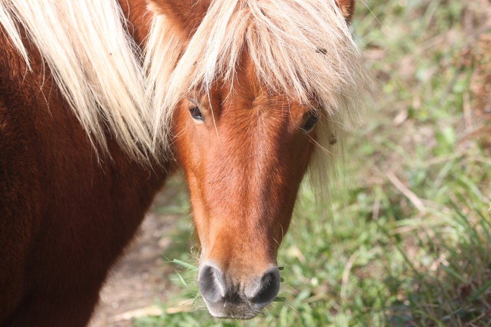 shetland pony 3.jpg