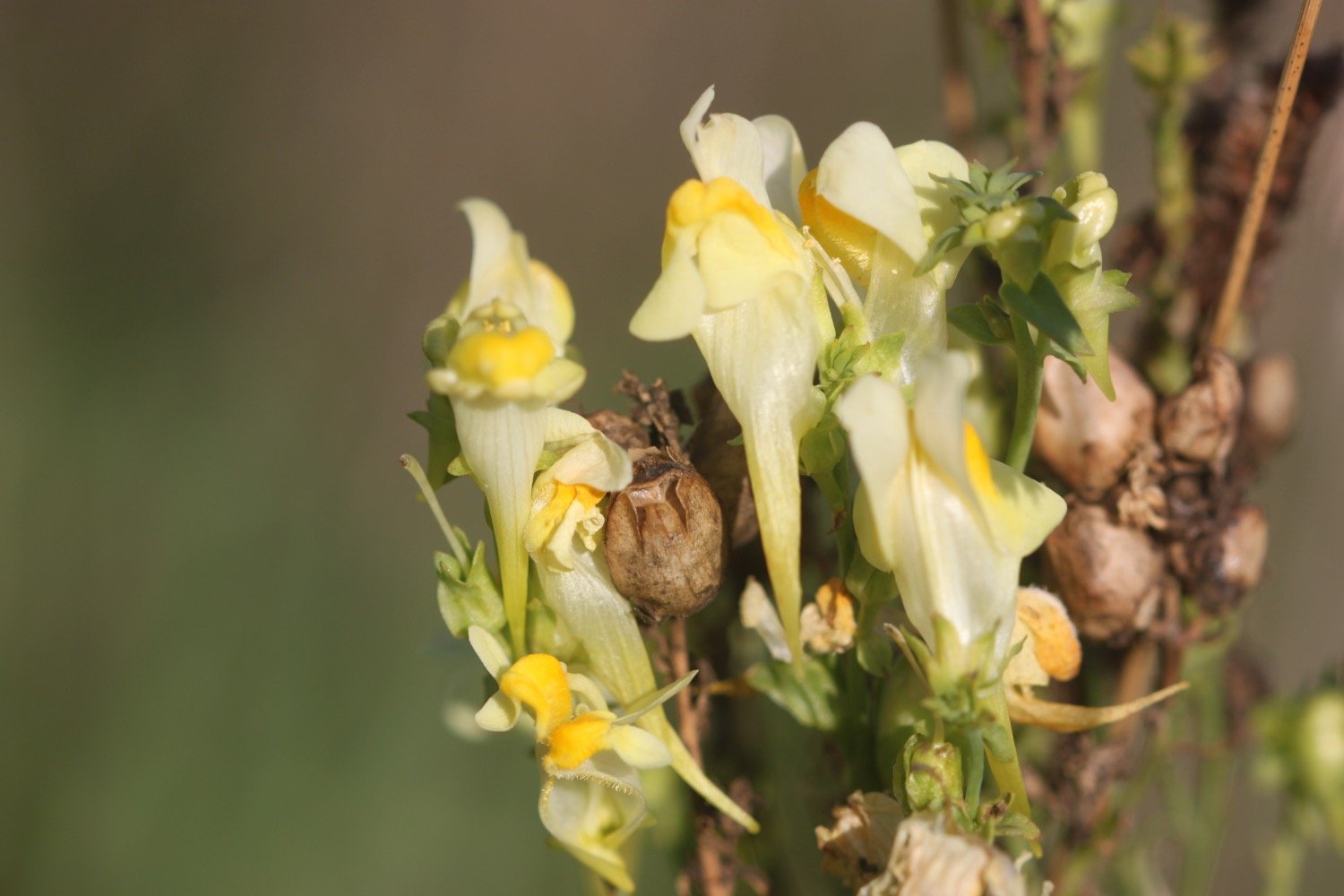 wildflowers 8.jpg