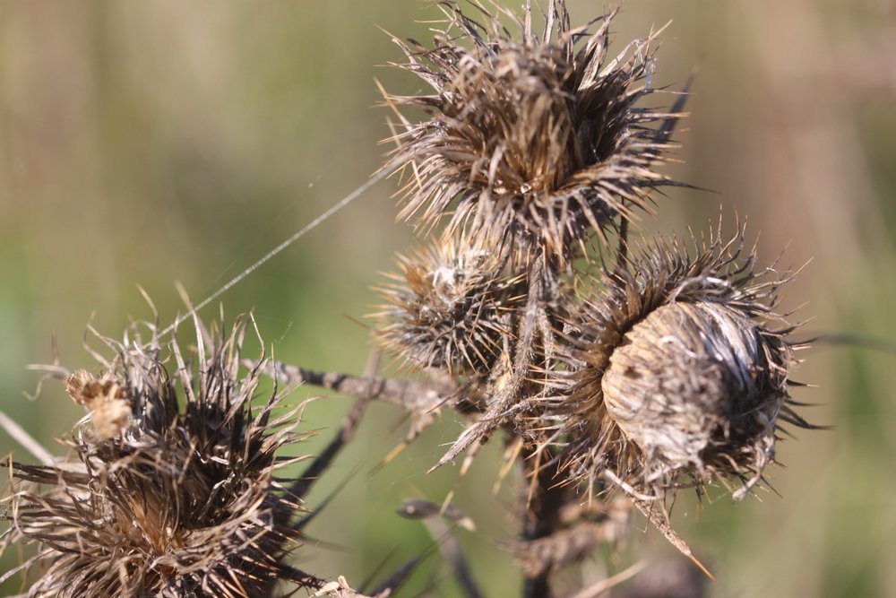 wildflowers 9.jpg