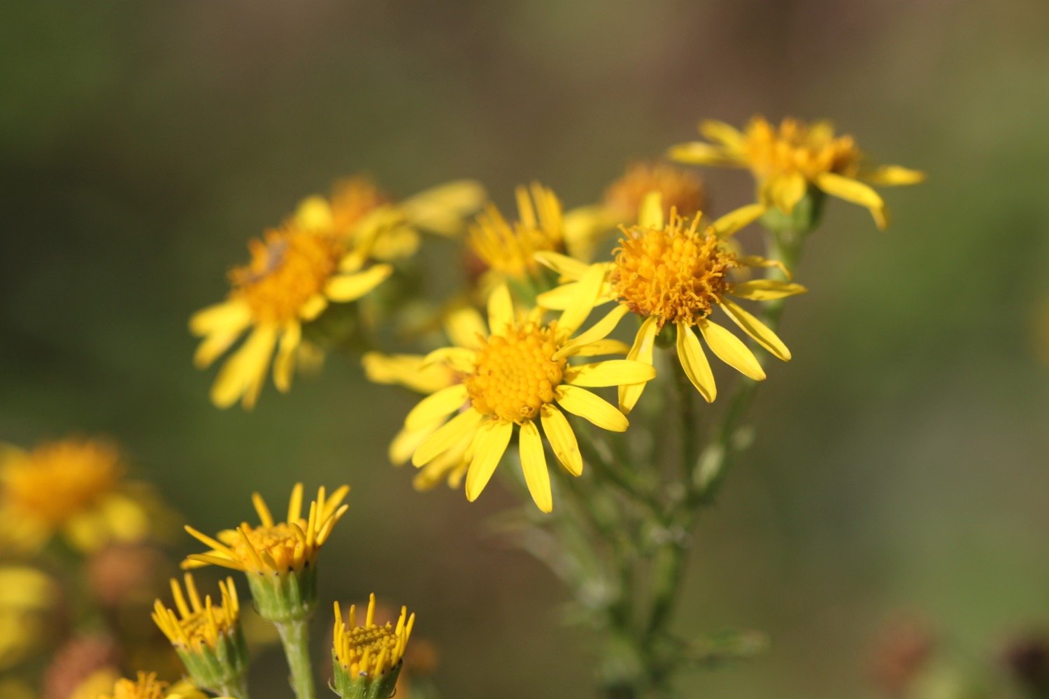 wildflowers 10.jpg