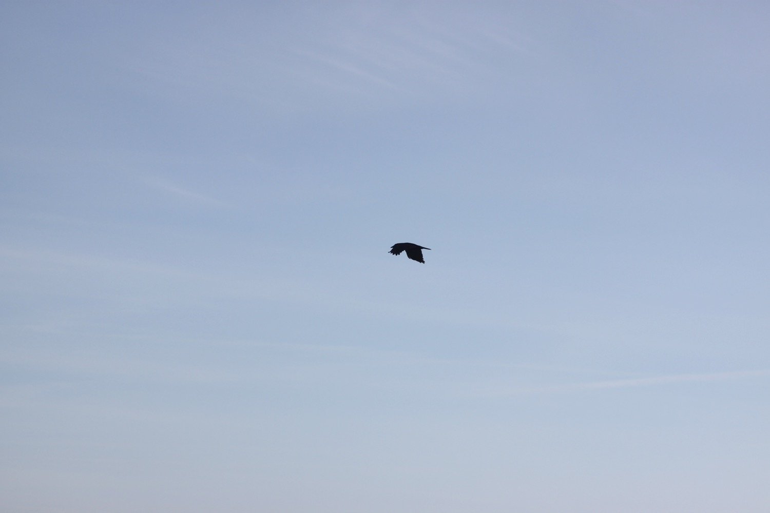 choughs