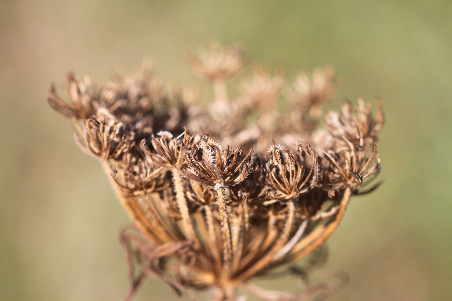 wildflowers 11.jpg