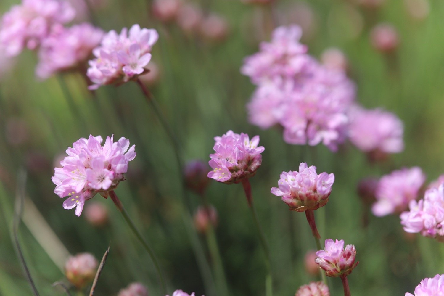 wildflowers 1.jpg