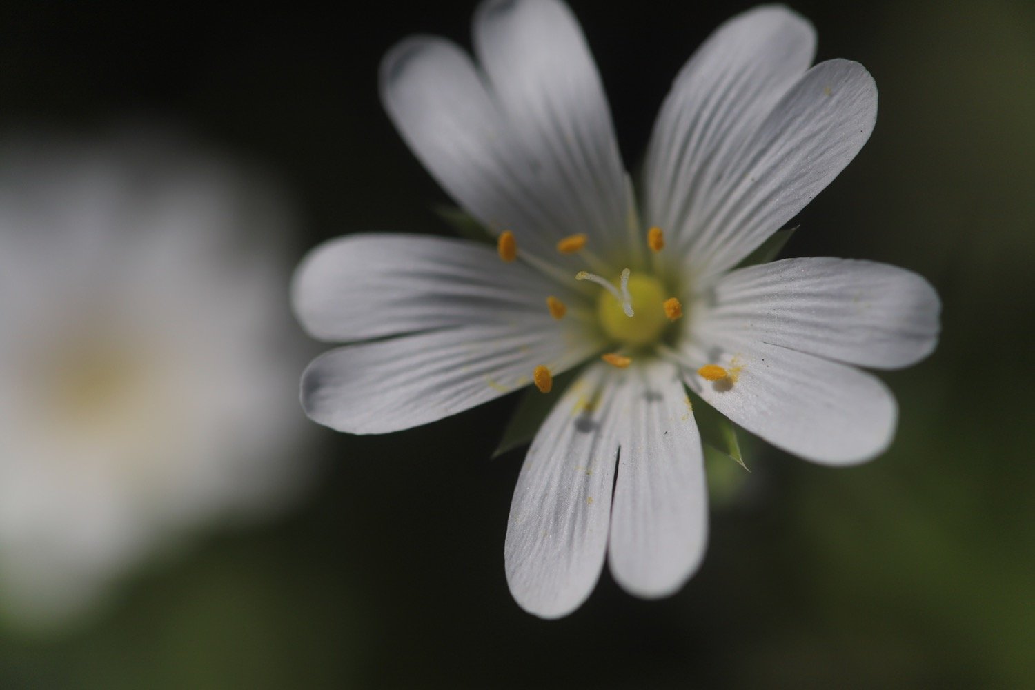 wildflowers 5.jpg