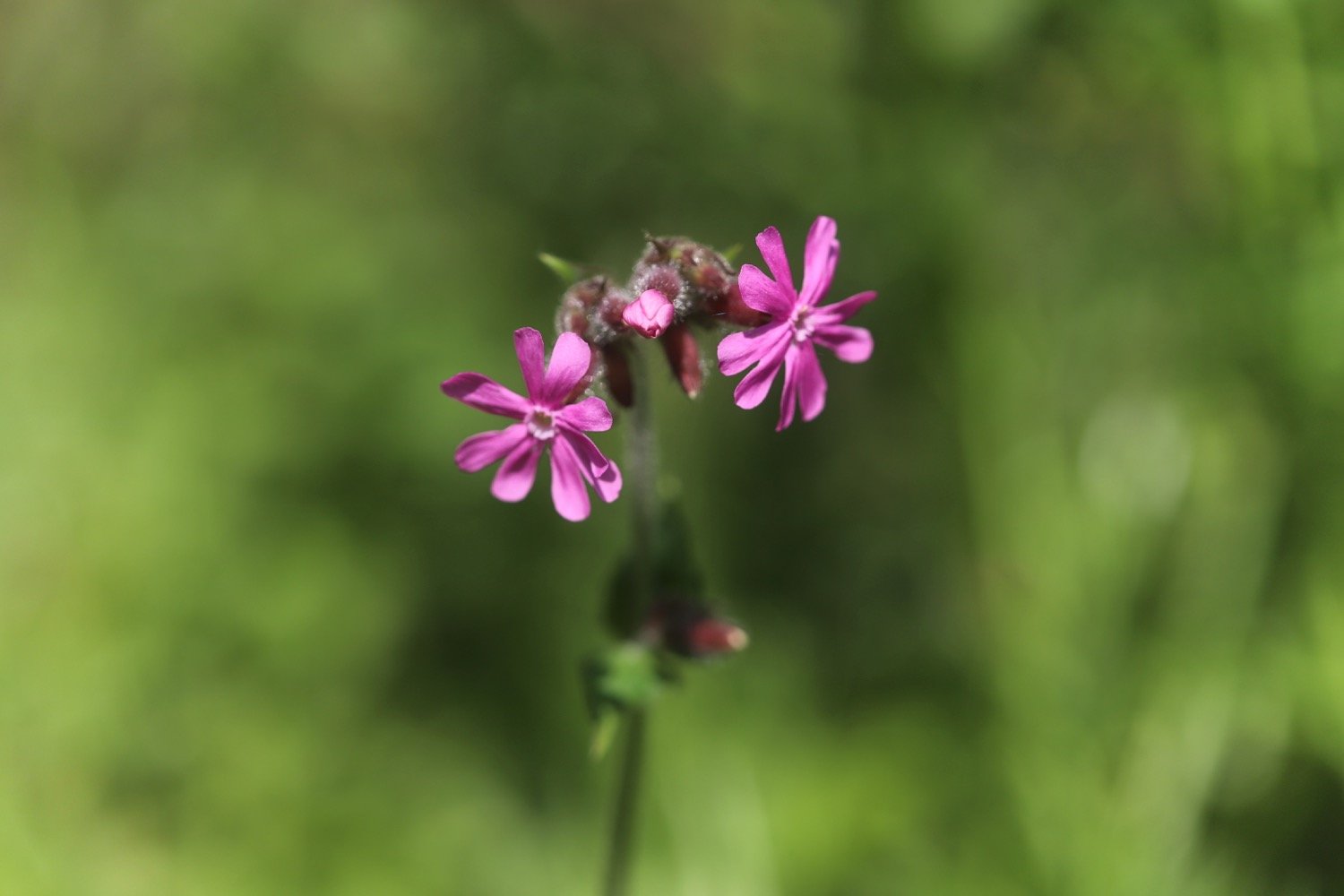 wildflowers 8.jpg