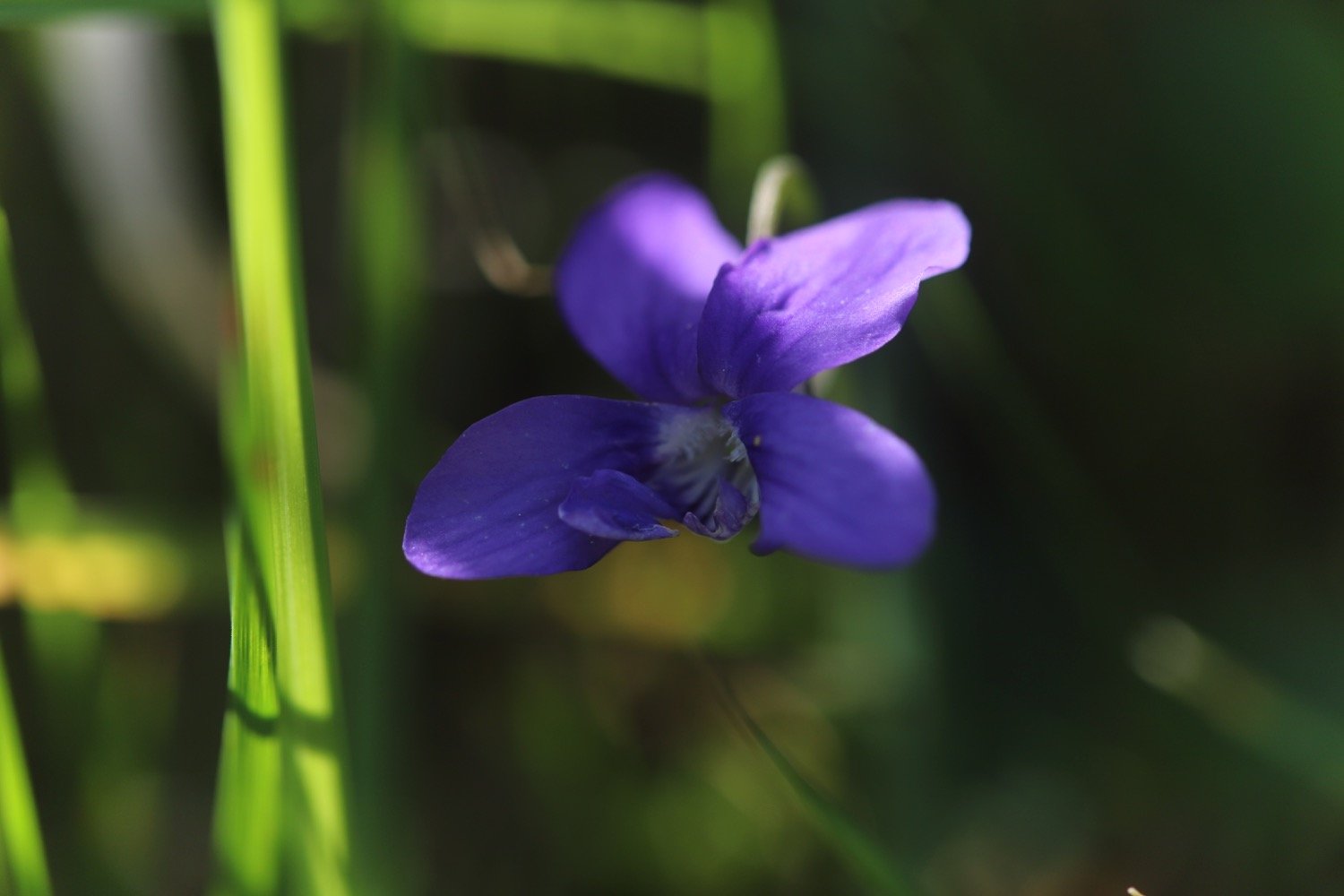 wildflowers 9.jpg