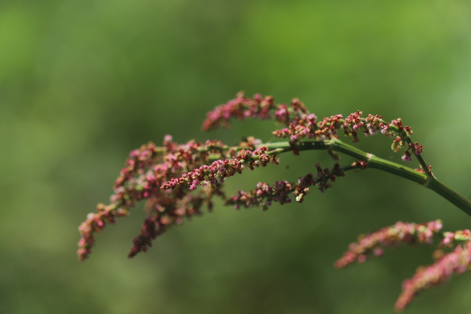 wildflowers 10.jpg